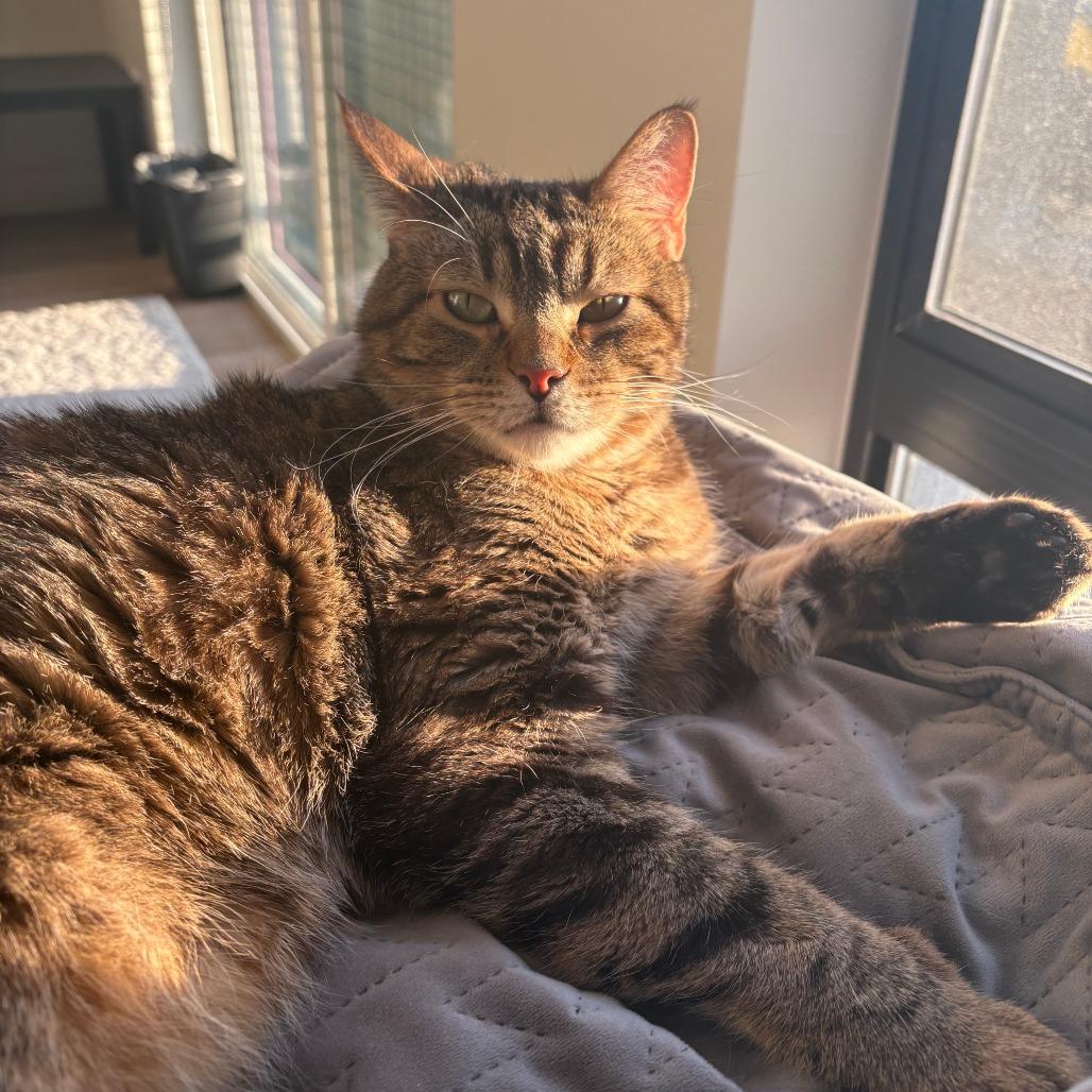 Enlarge Mr. Britches, a Adoptable Domestic Short Hair in Redwood City, CA image 4/6