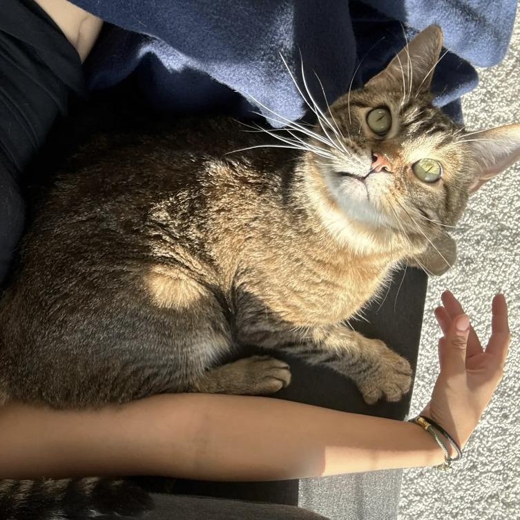 Enlarge Mr. Britches, a Adoptable Domestic Short Hair in Redwood City, CA image 5/6