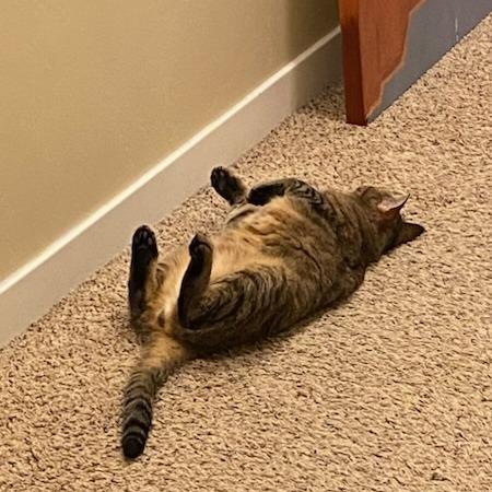 Enlarge Mr. Britches, a Adoptable Domestic Short Hair in Redwood City, CA image 6/6