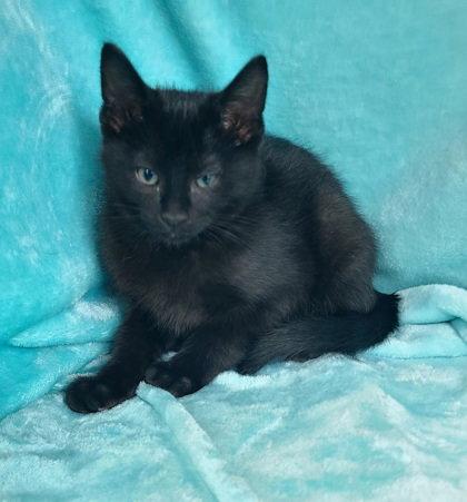 7049 (Zoro), Adoptable, Kitten Male Domestic Short Hair.