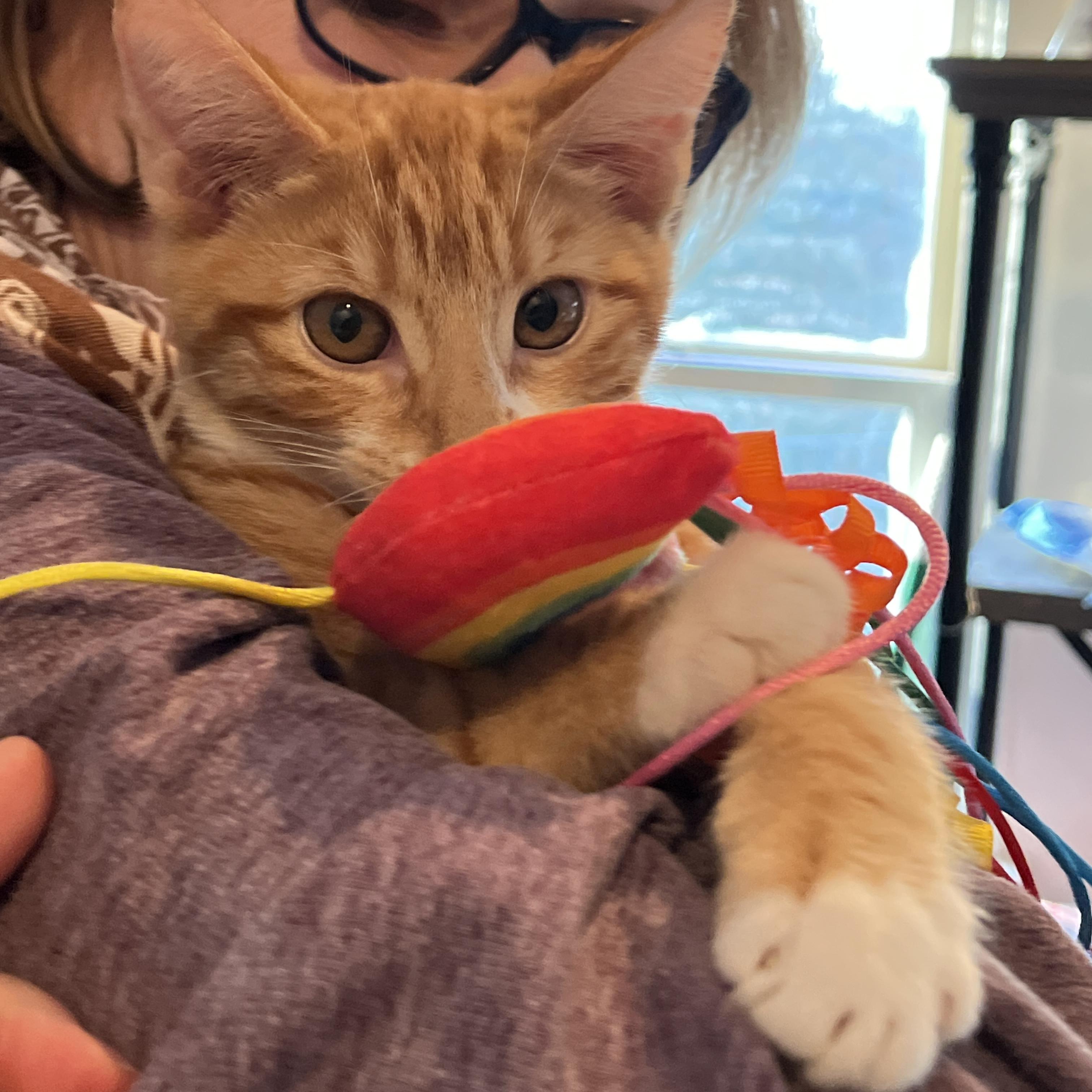 Enlarge Dr Meredith Grey, an adopted Domestic Short Hair in Norwalk, CT image 4/5