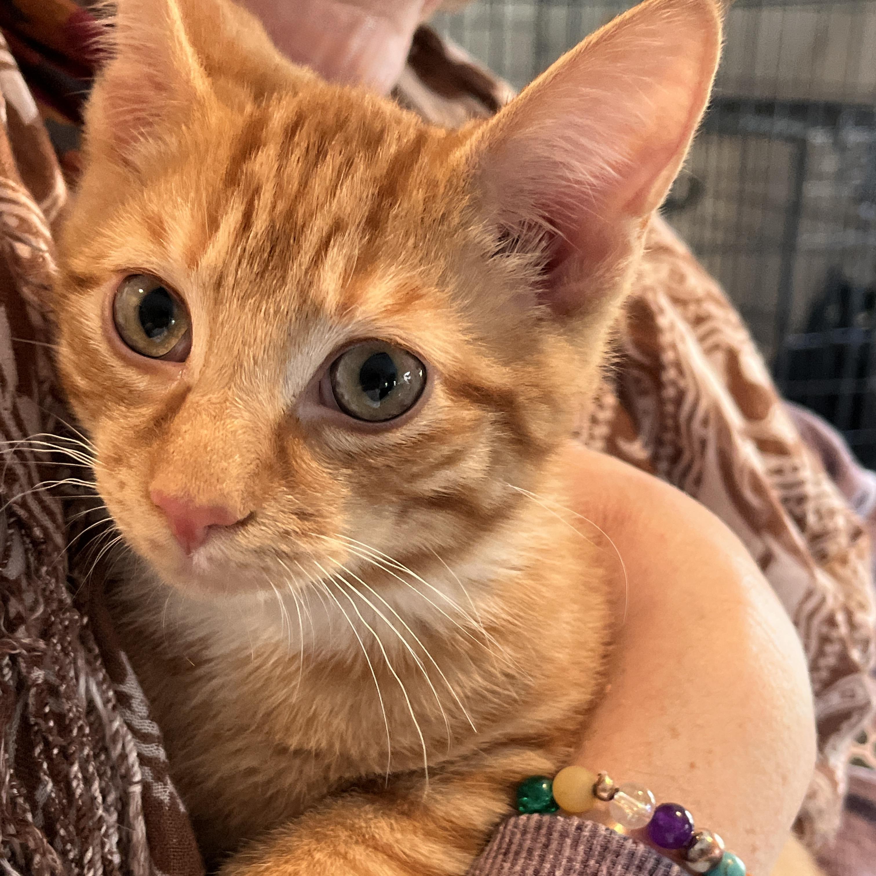 Enlarge Dr Meredith Grey, an adopted Domestic Short Hair in Norwalk, CT image 5/5