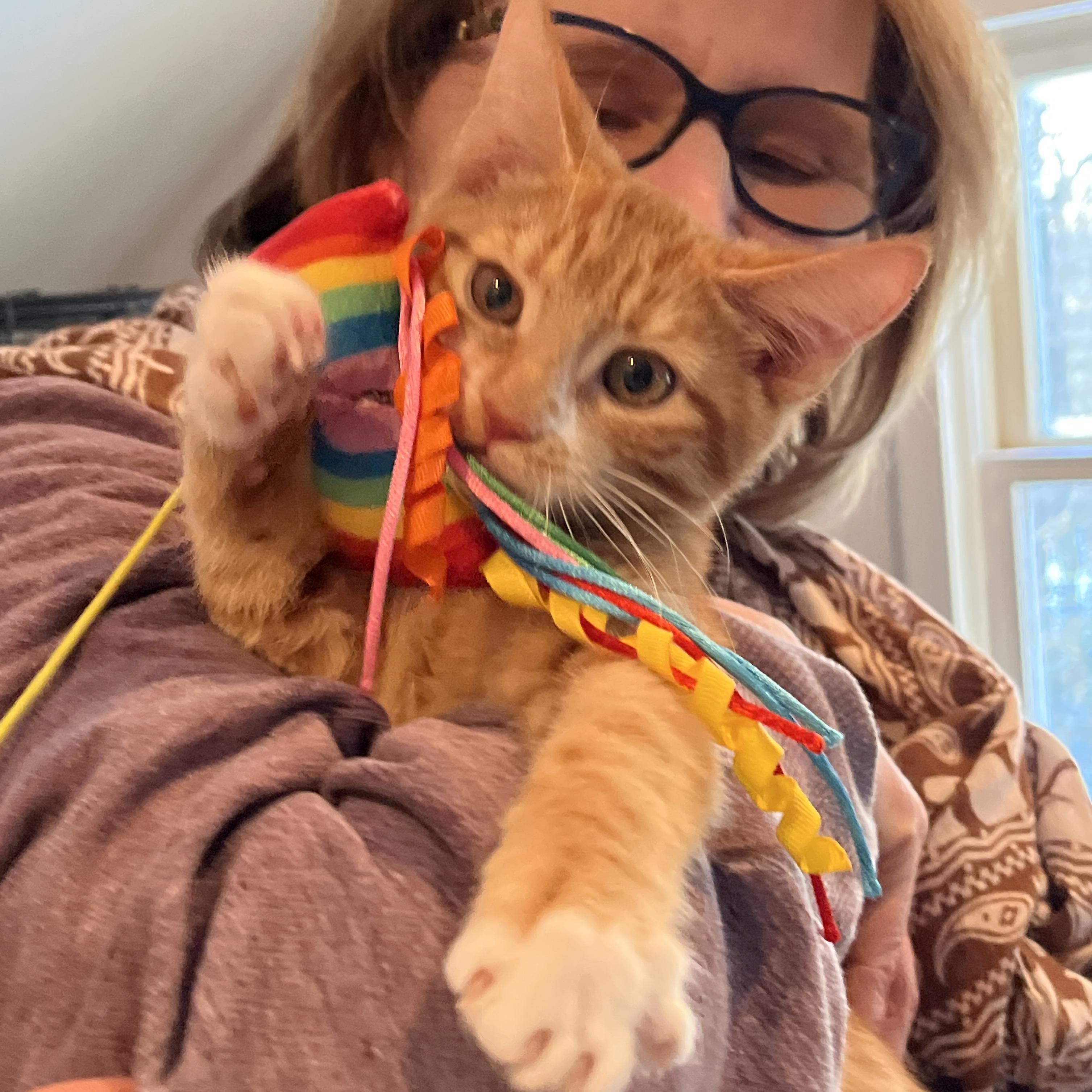 Dr Meredith Grey, adopted, Kitten Female Domestic Short Hair.