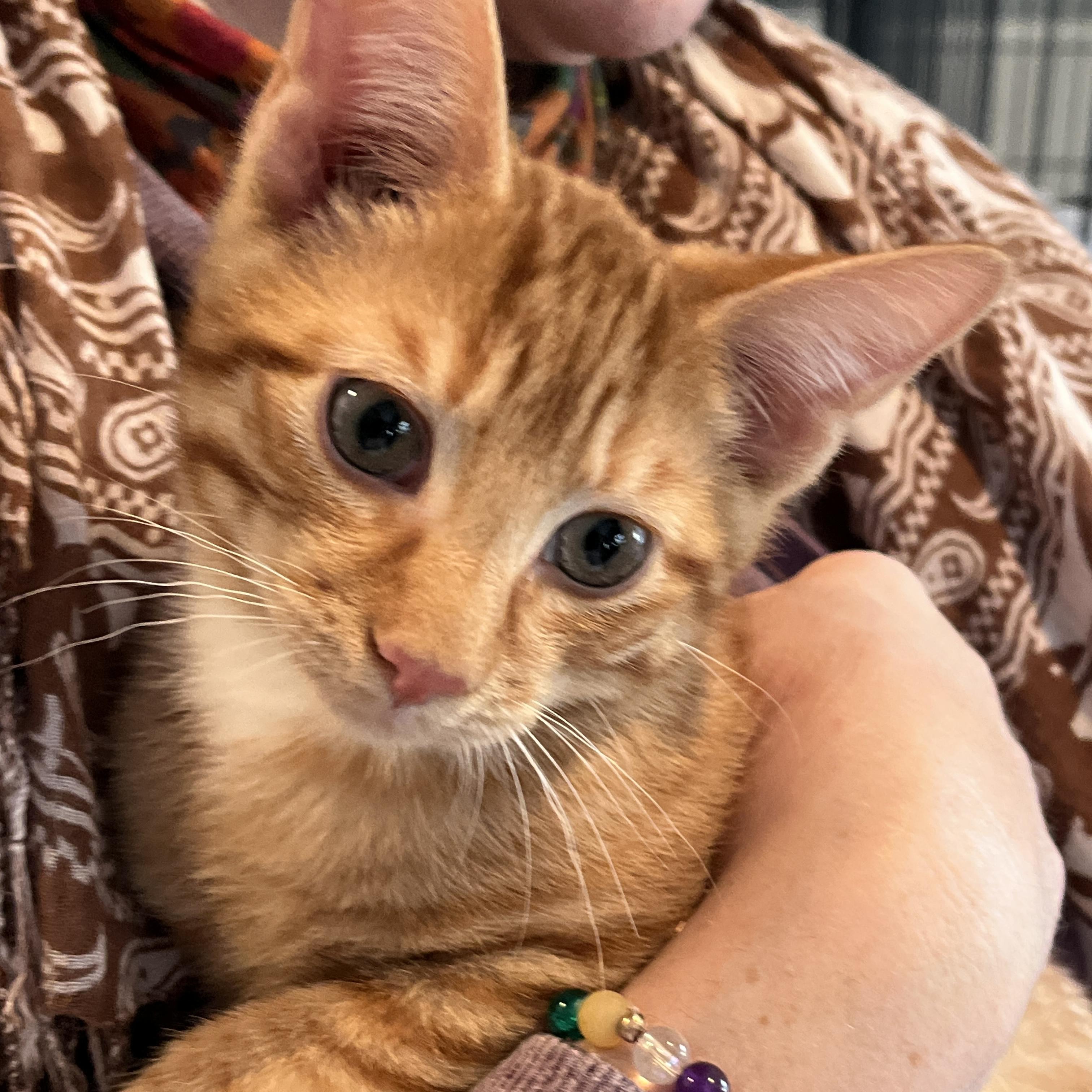 Enlarge Dr Meredith Grey, an adopted Domestic Short Hair in Norwalk, CT image 3/5