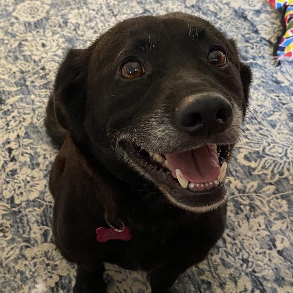 Tank Top, Adoptable, Adult Male Corgi & Labrador Retriever.