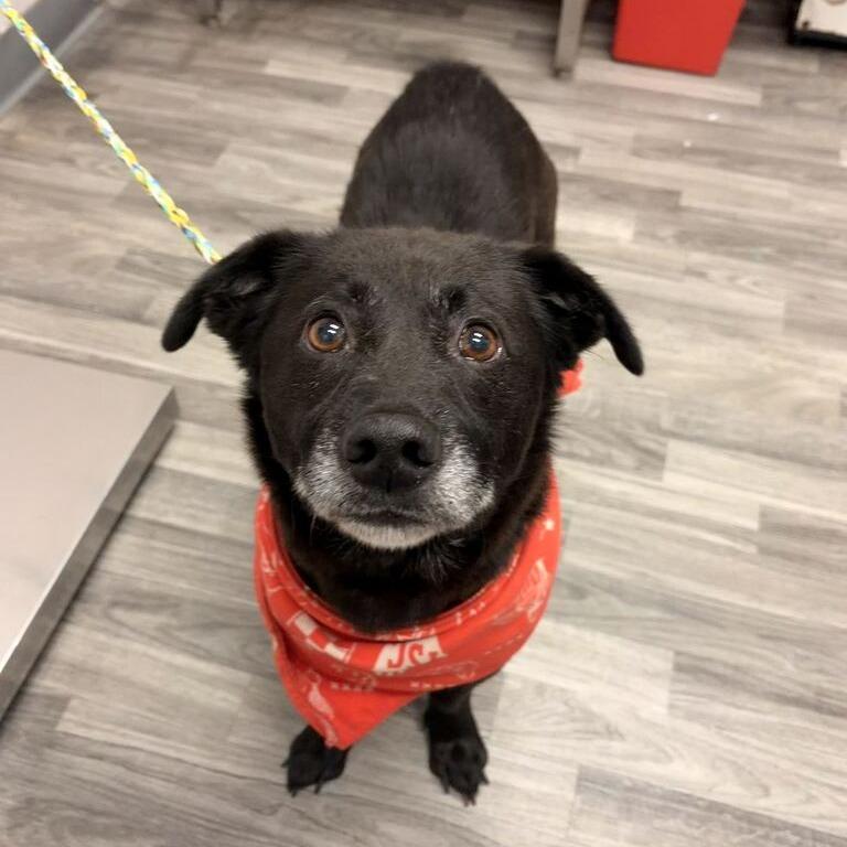 Enlarge Tank Top, a Adoptable mixed breed in Carencro, LA image 2/4