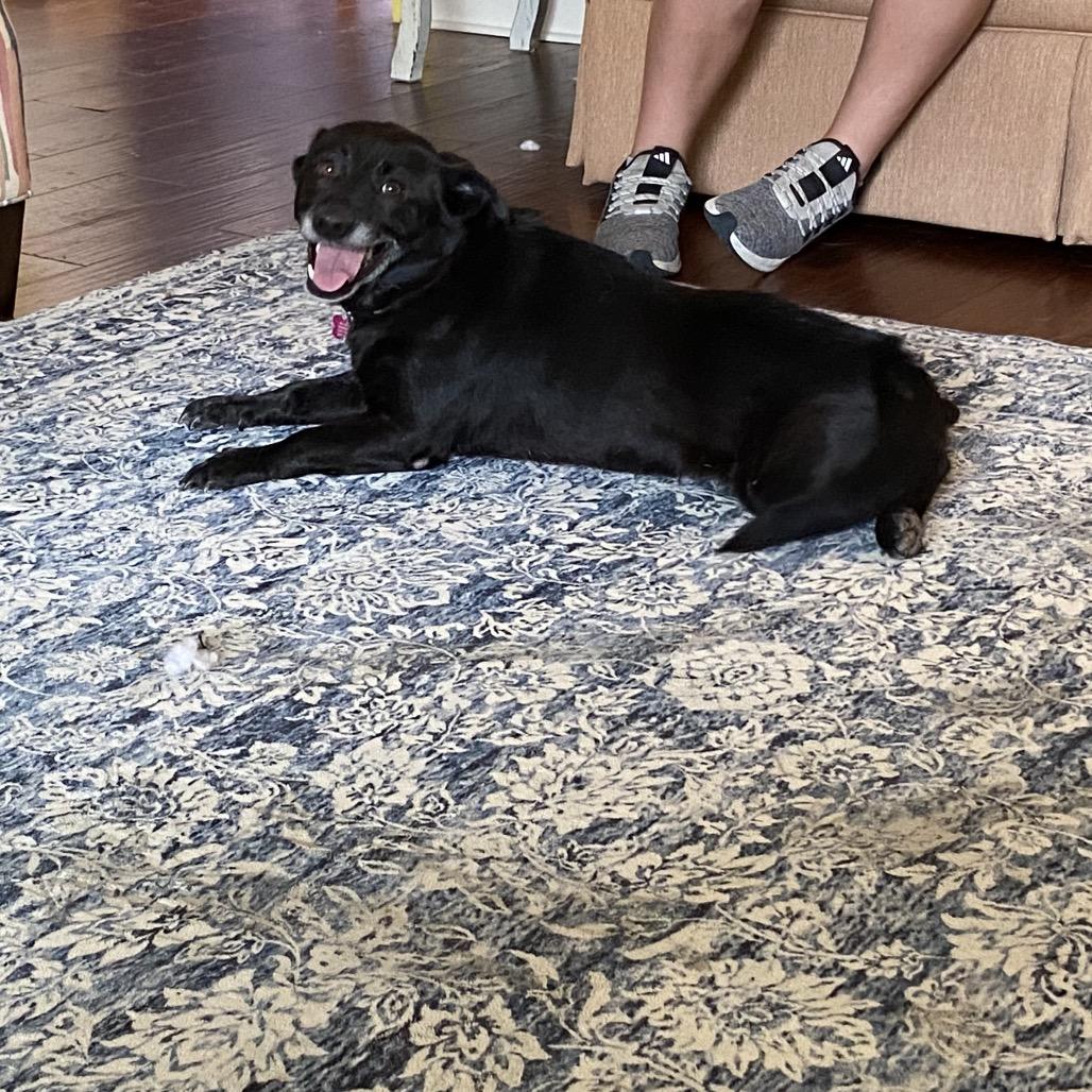 Enlarge Tank Top, a Adoptable mixed breed in Carencro, LA image 3/4