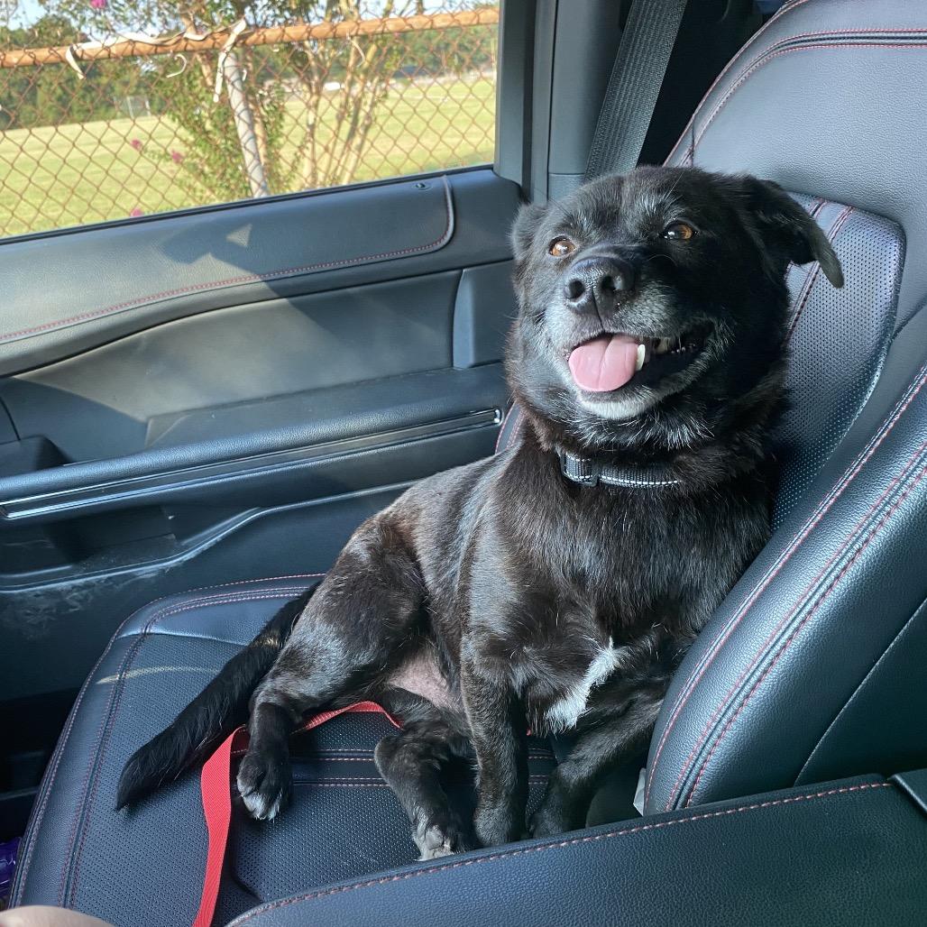 Enlarge Tank Top, a Adoptable mixed breed in Carencro, LA image 4/4