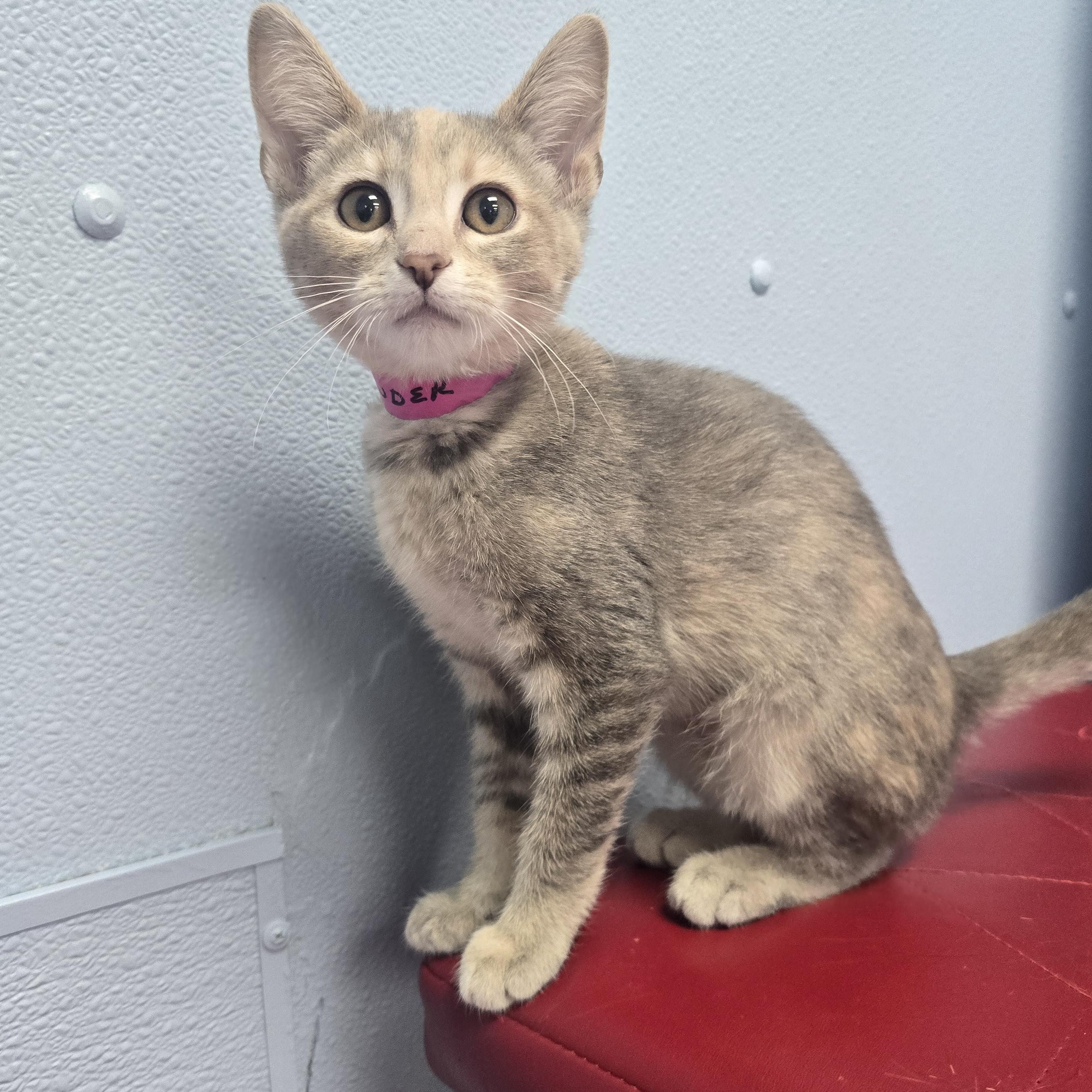 Enlarge Cinder, a ADOPTABLE Domestic Short Hair in Farmington, MO image 1/1