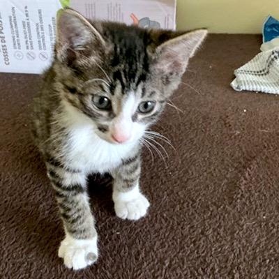 Galway, a Adoptable Domestic Short Hair in Mississauga, ON image 3/3