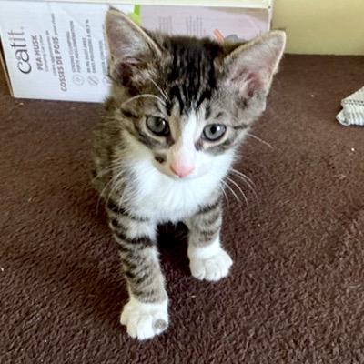 Galway, a Adoptable Domestic Short Hair in Mississauga, ON image 2/3