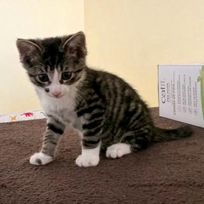 Galway, Adoptable, Kitten Male Domestic Short Hair.