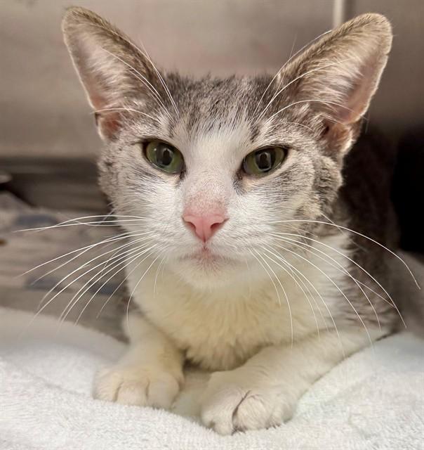 Enlarge STARBURST, a Adoptable Domestic Short Hair in Augusta, GA image 1/1