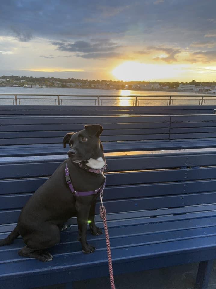 OREO, a Adoptable Labrador Retriever in Holbrook, NY image 2/6