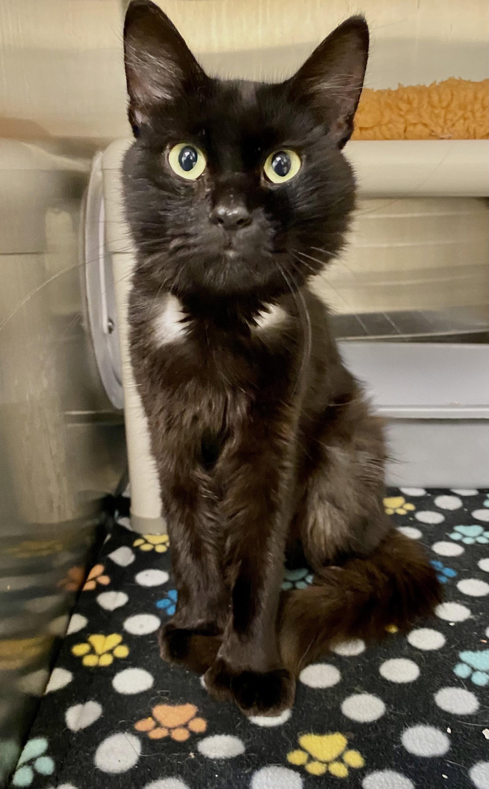 Dave, Adoptable, Adult Male Domestic Short Hair.