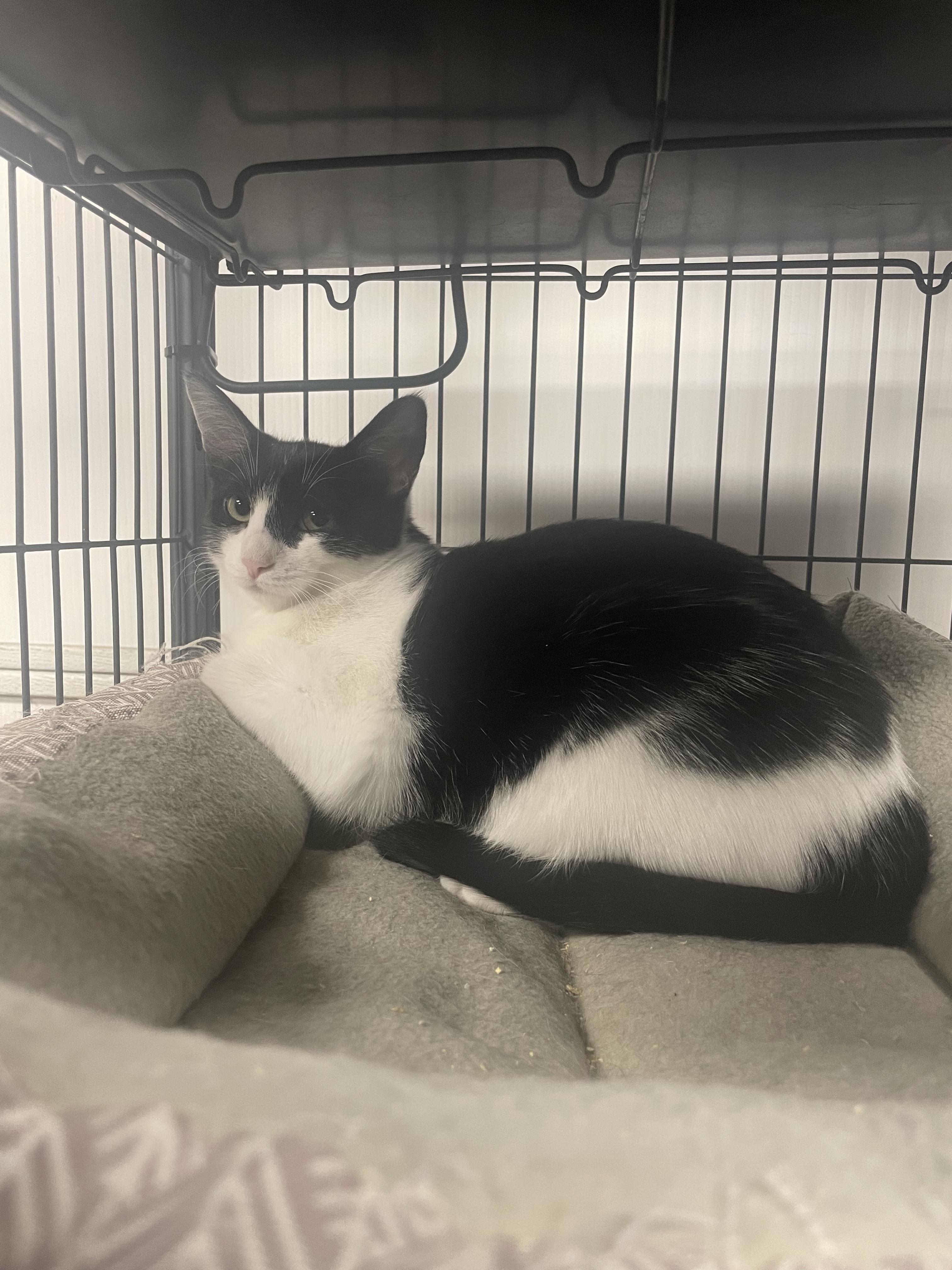 Enlarge Margaret, a Adoptable Domestic Short Hair in Goodlettsville, TN image 1/6