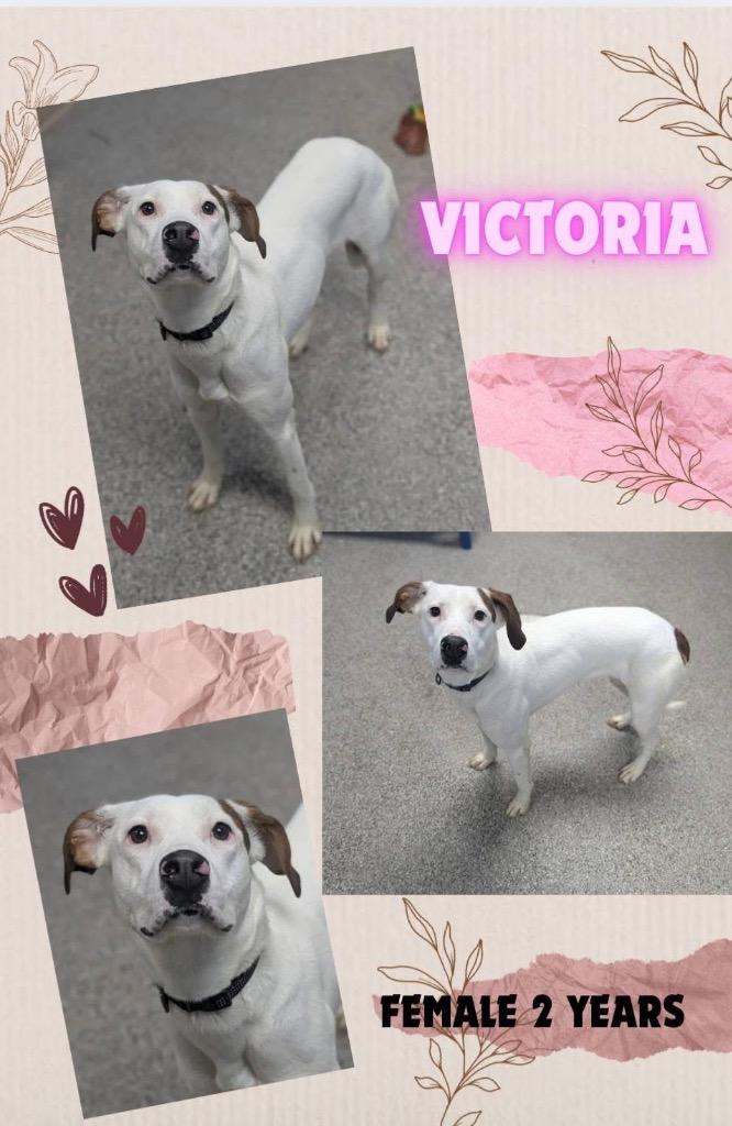 Victoria, Adoptable, Adult Female Hound & Mixed Breed.