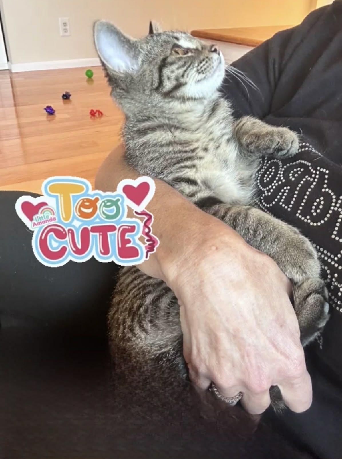 Enlarge Sophie, a Adoptable Tabby in Saginaw, MI image 3/4