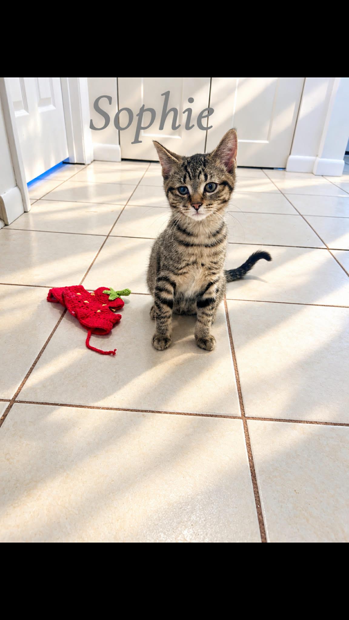 Enlarge Sophie, a Adoptable Tabby in Saginaw, MI image 2/4