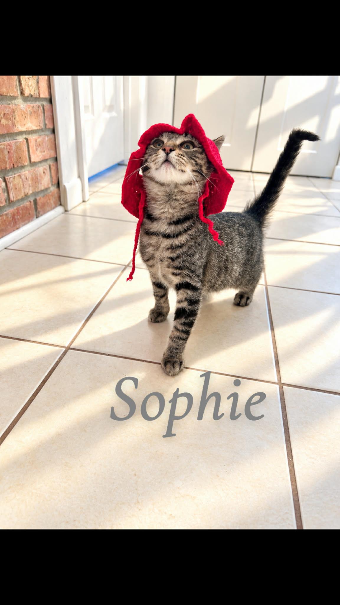 Sophie, Adoptable, Kitten Female Tabby.