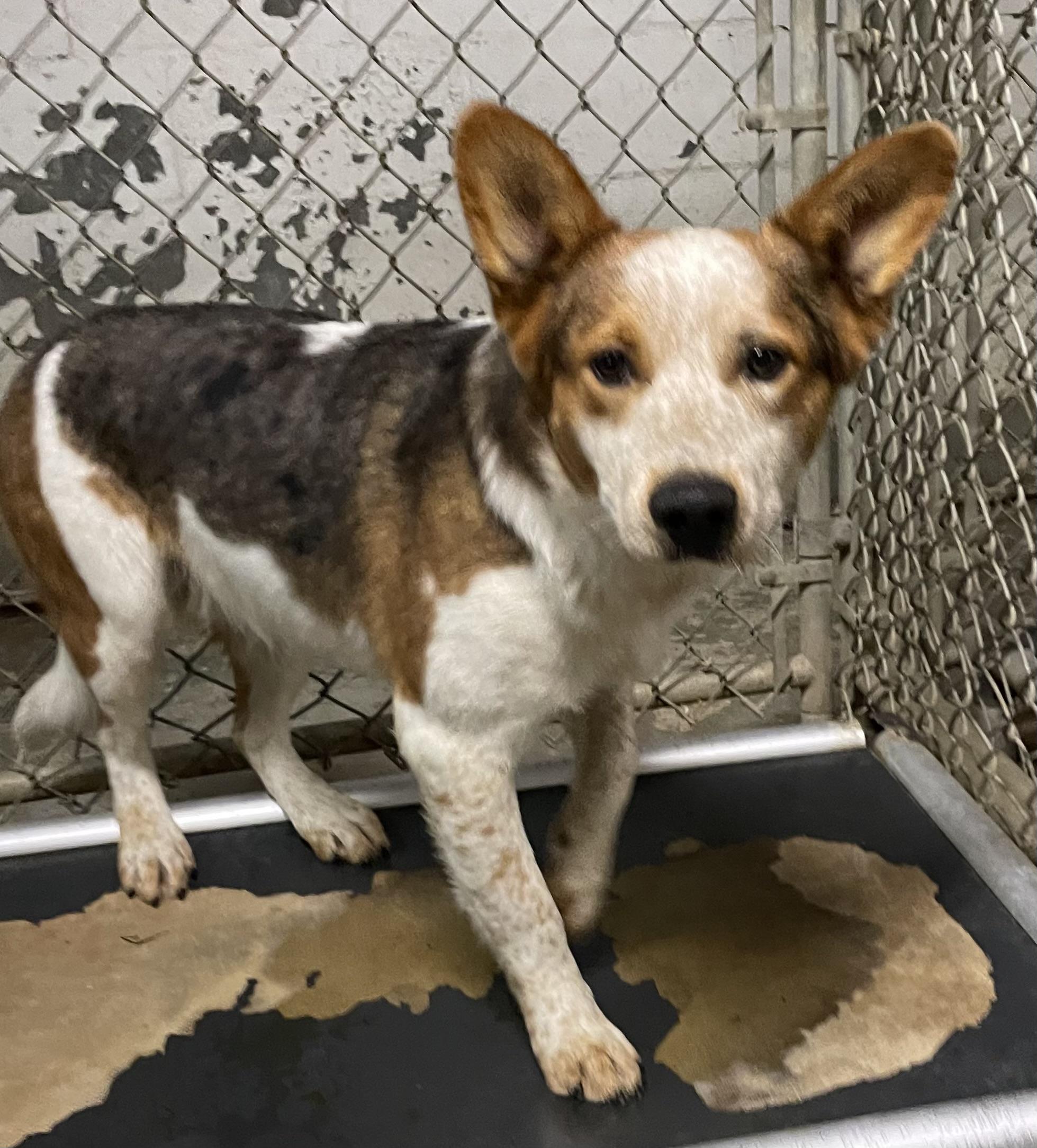 Dippy Doo HOLD, Adoptable, Young Female Cattle Dog.