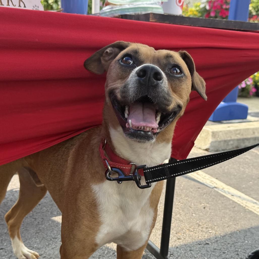Leo, Adoptable, Adult Male Boxer & Mixed Breed.