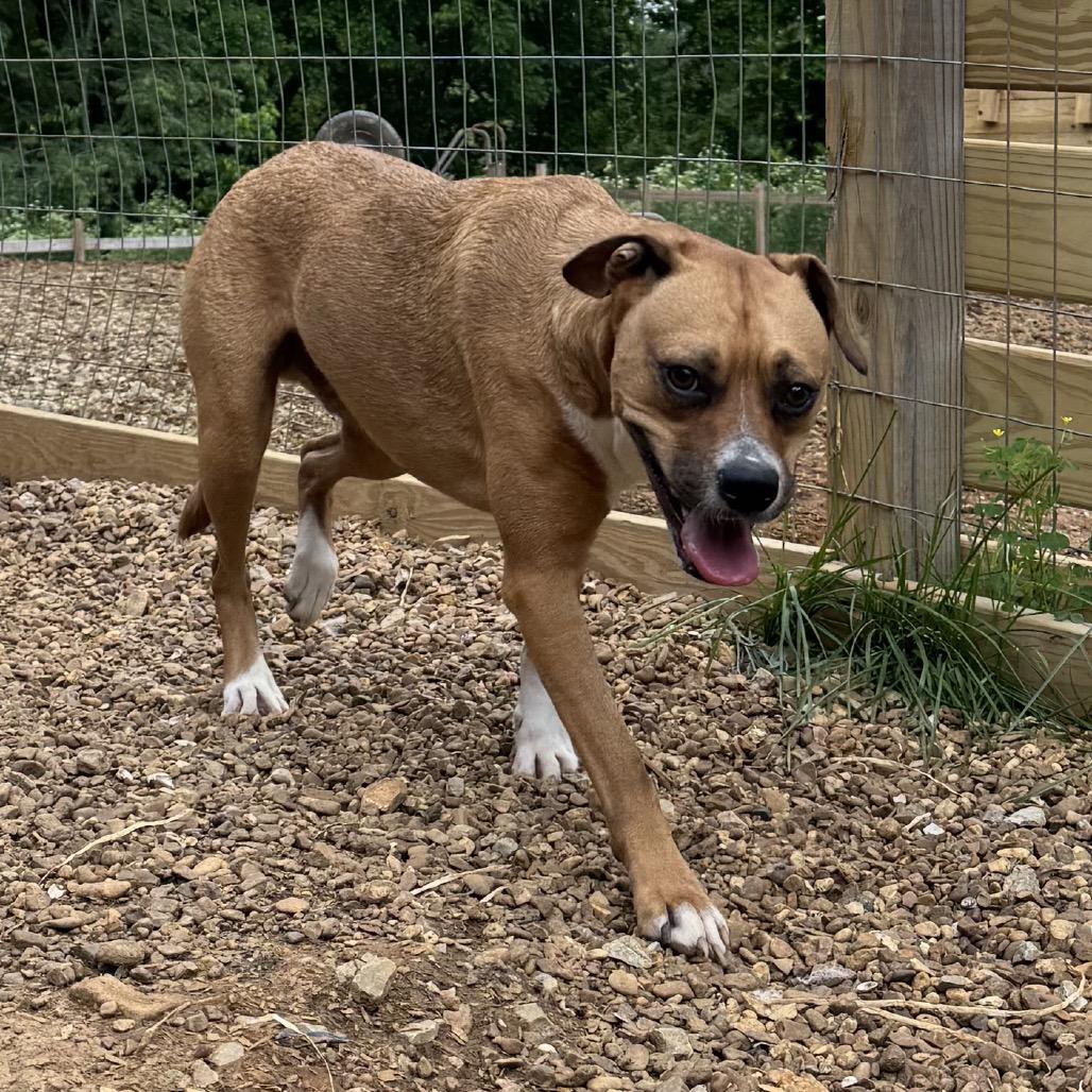 Enlarge Leo, a Adoptable mixed breed in Duck River, TN image 2/6