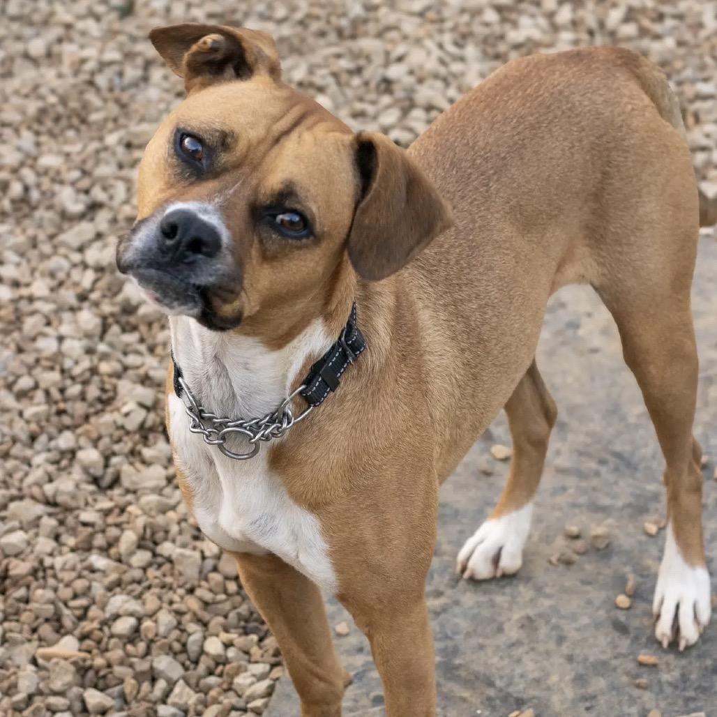 Enlarge Leo, a Adoptable mixed breed in Duck River, TN image 3/6