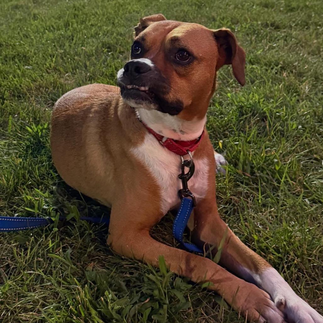 Enlarge Leo, a Adoptable mixed breed in Duck River, TN image 4/6