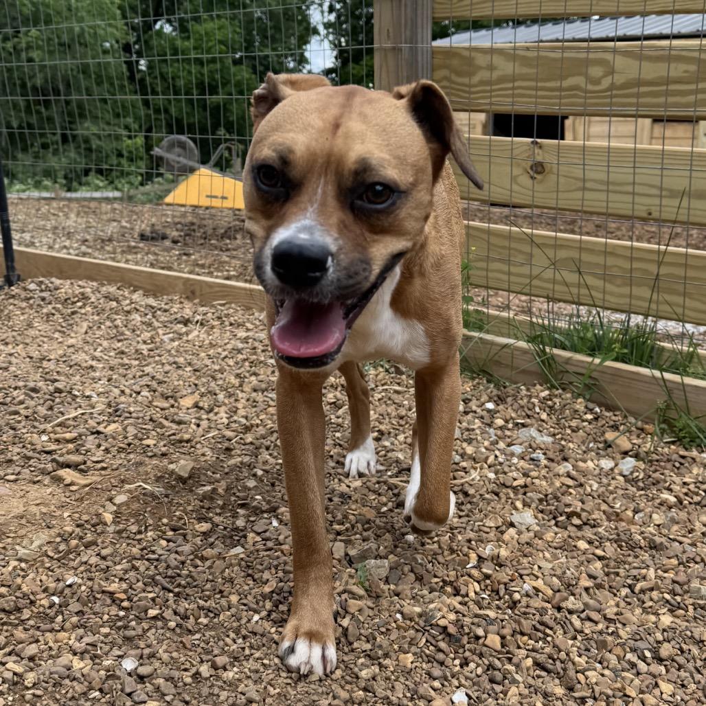 Enlarge Leo, a Adoptable mixed breed in Duck River, TN image 5/6
