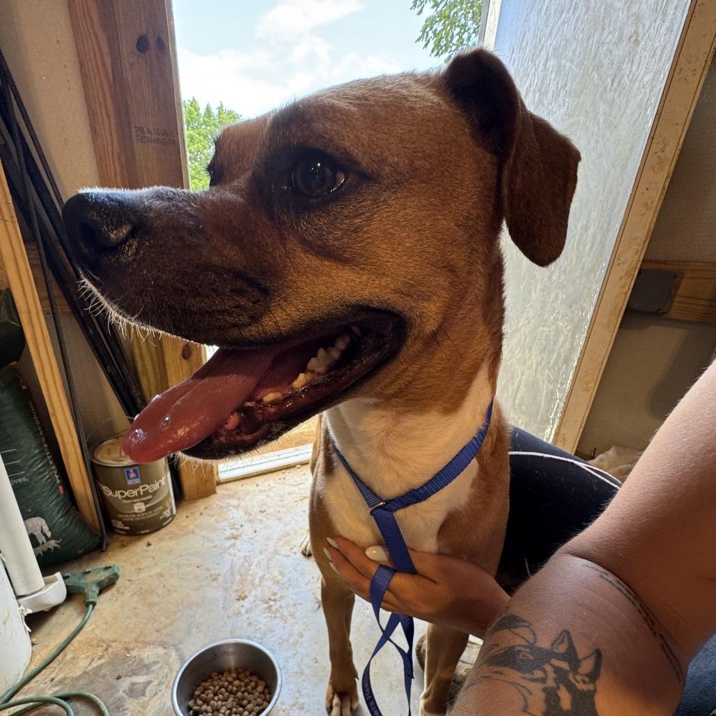 Enlarge Leo, a Adoptable mixed breed in Duck River, TN image 6/6