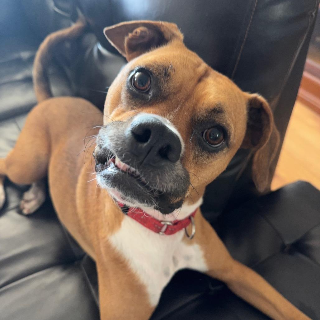 Enlarge Leo, a Adoptable mixed breed in Duck River, TN image 6/6