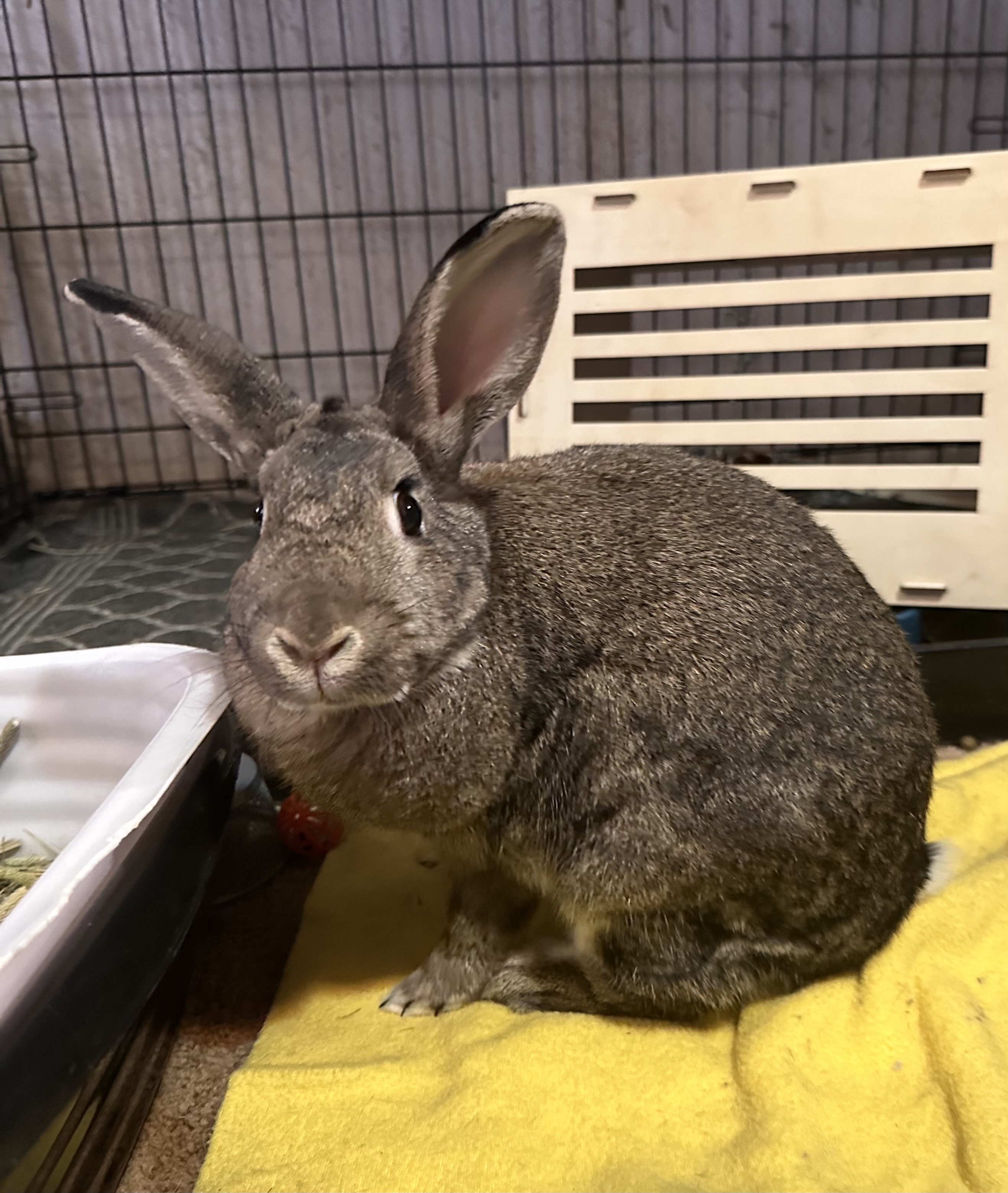 Tilda, a Adoptable Bunny Rabbit in Lake Elsinore, CA image 1/6