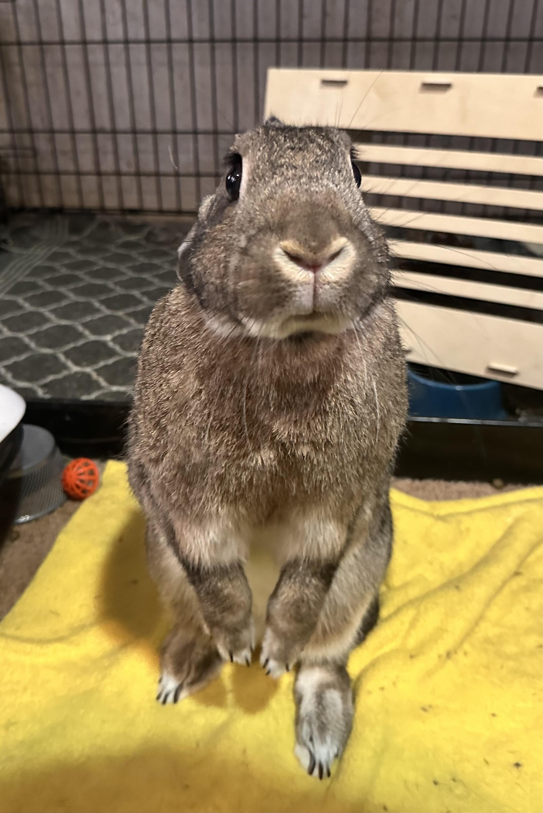 Tilda, a Adoptable Bunny Rabbit in Lake Elsinore, CA image 3/6