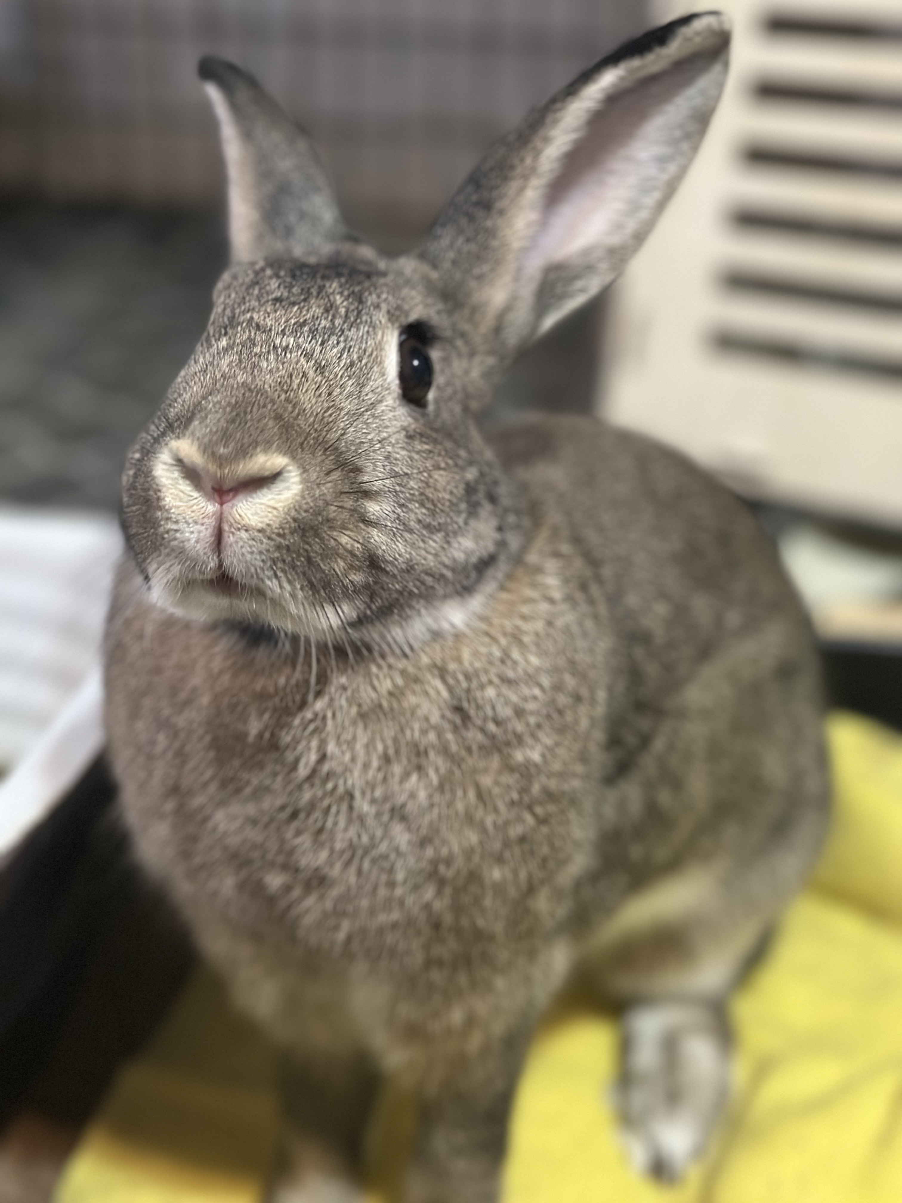 Tilda, a Adoptable Bunny Rabbit in Lake Elsinore, CA image 2/6