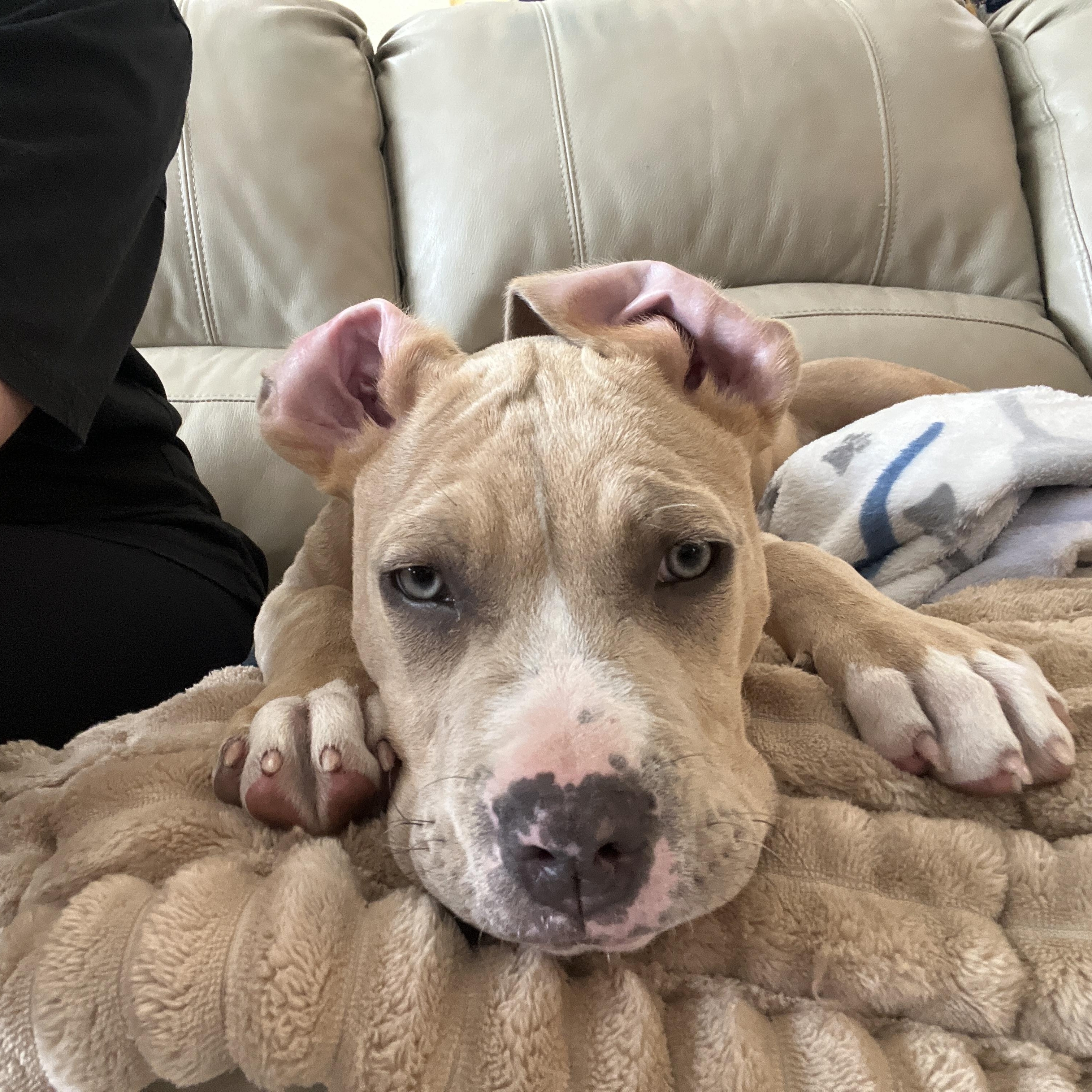 Enlarge Fat Joe aka Chunky Joseph, a Adoptable Pit Bull Terrier in Little River, SC image 1/6