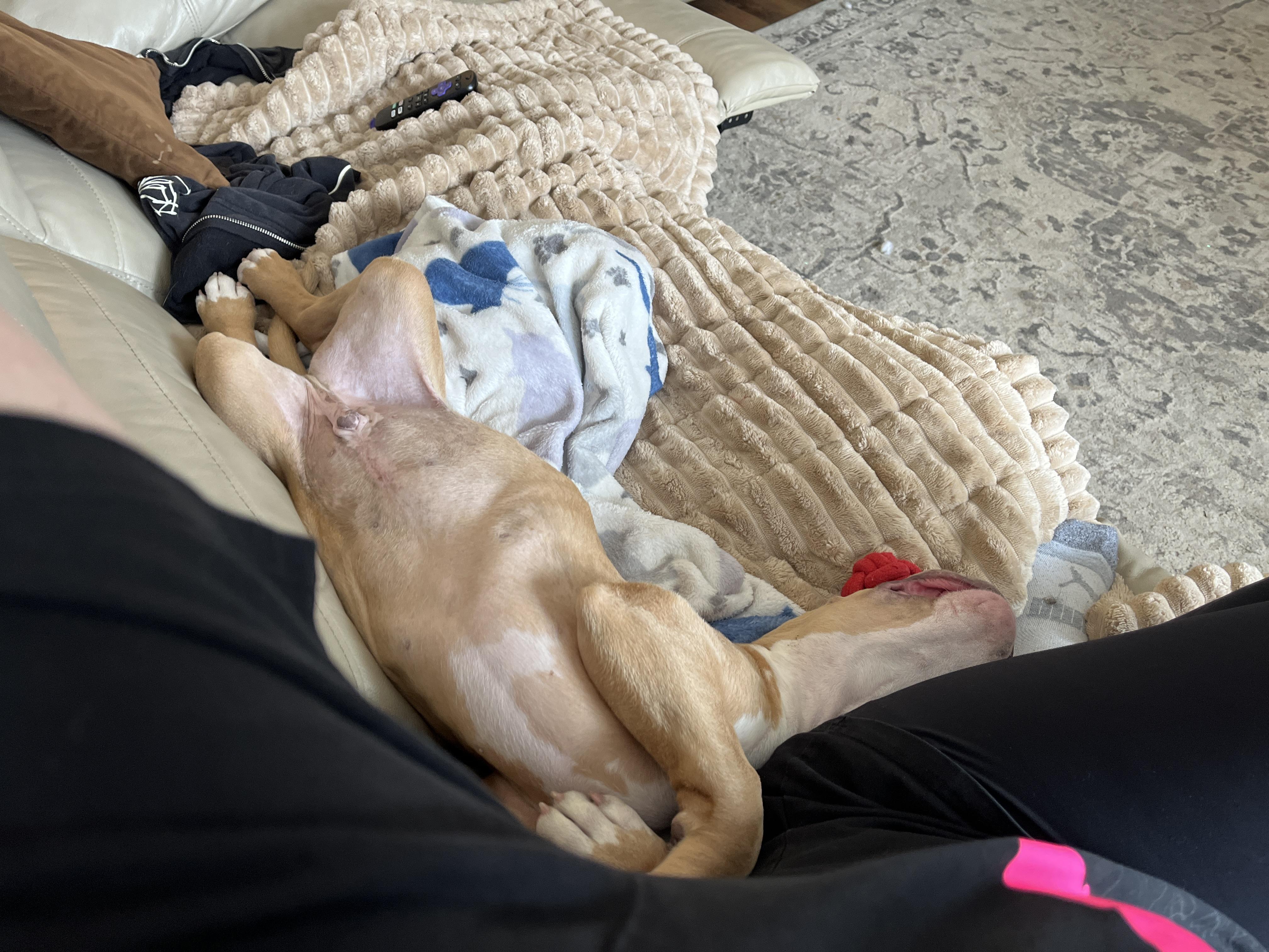 Enlarge Fat Joe aka Chunky Joseph, a Adoptable Pit Bull Terrier in Little River, SC image 2/6