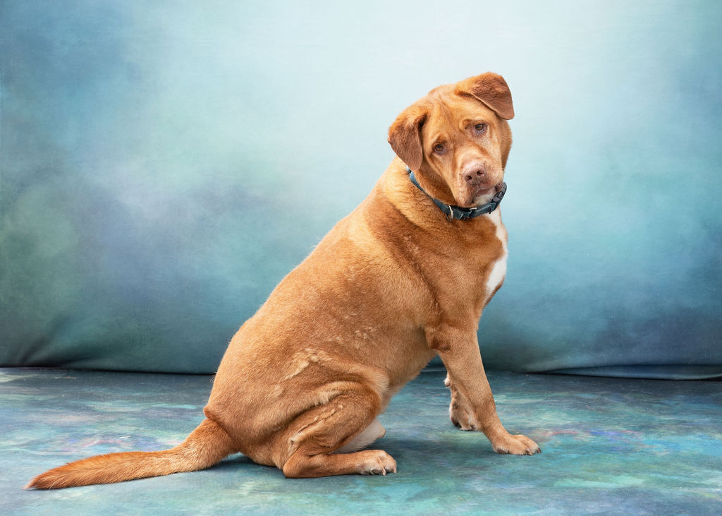 *Sarge, an adoptable Pit Bull Terrier in Justin, TX, 76247 | Photo Image 5