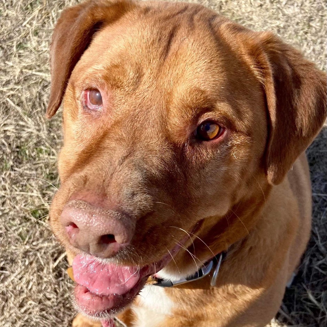 *Sarge, an adoptable Pit Bull Terrier in Justin, TX, 76247 | Photo Image 3