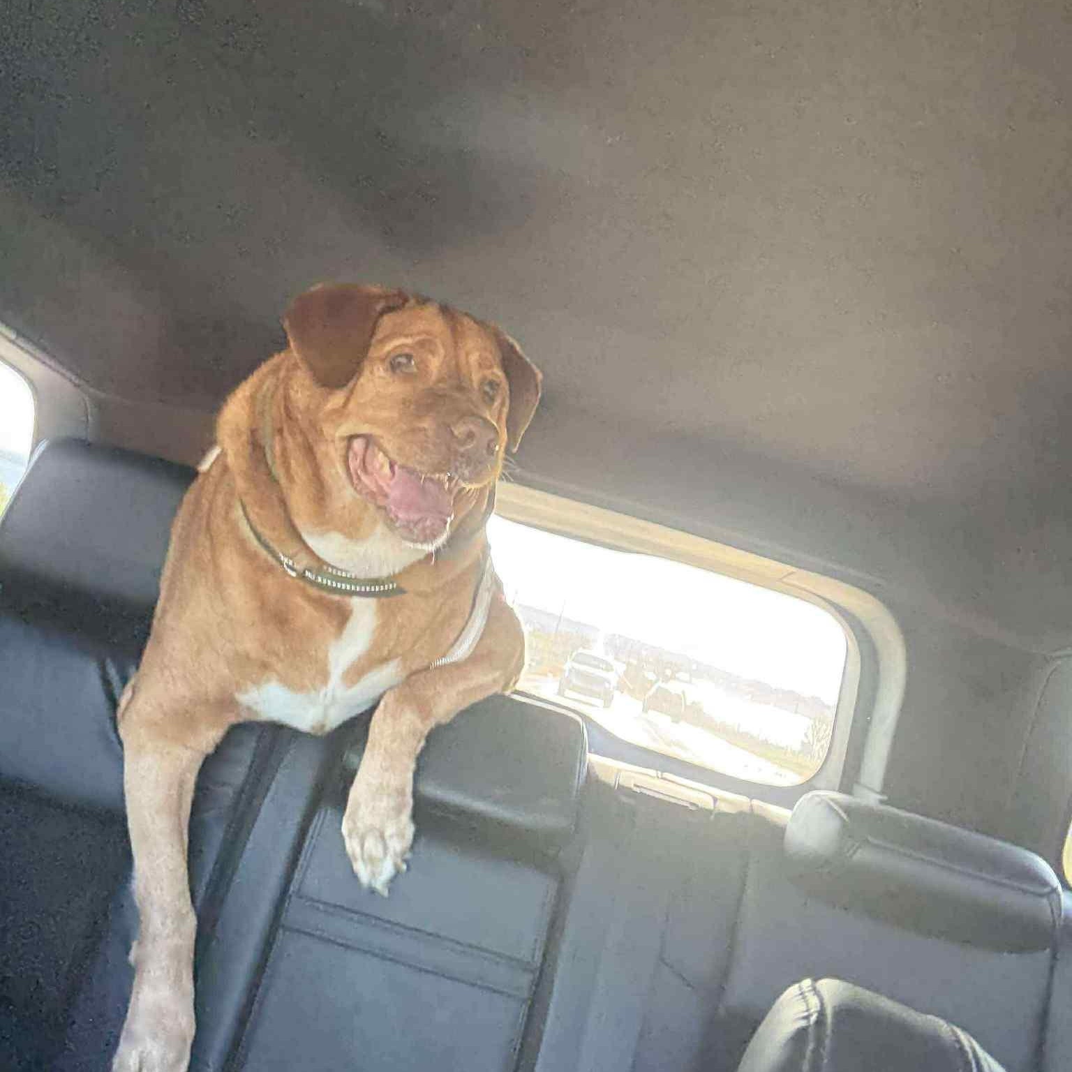 Enlarge Sarge, a Adoptable Pit Bull Terrier in Justin, TX image 1/6