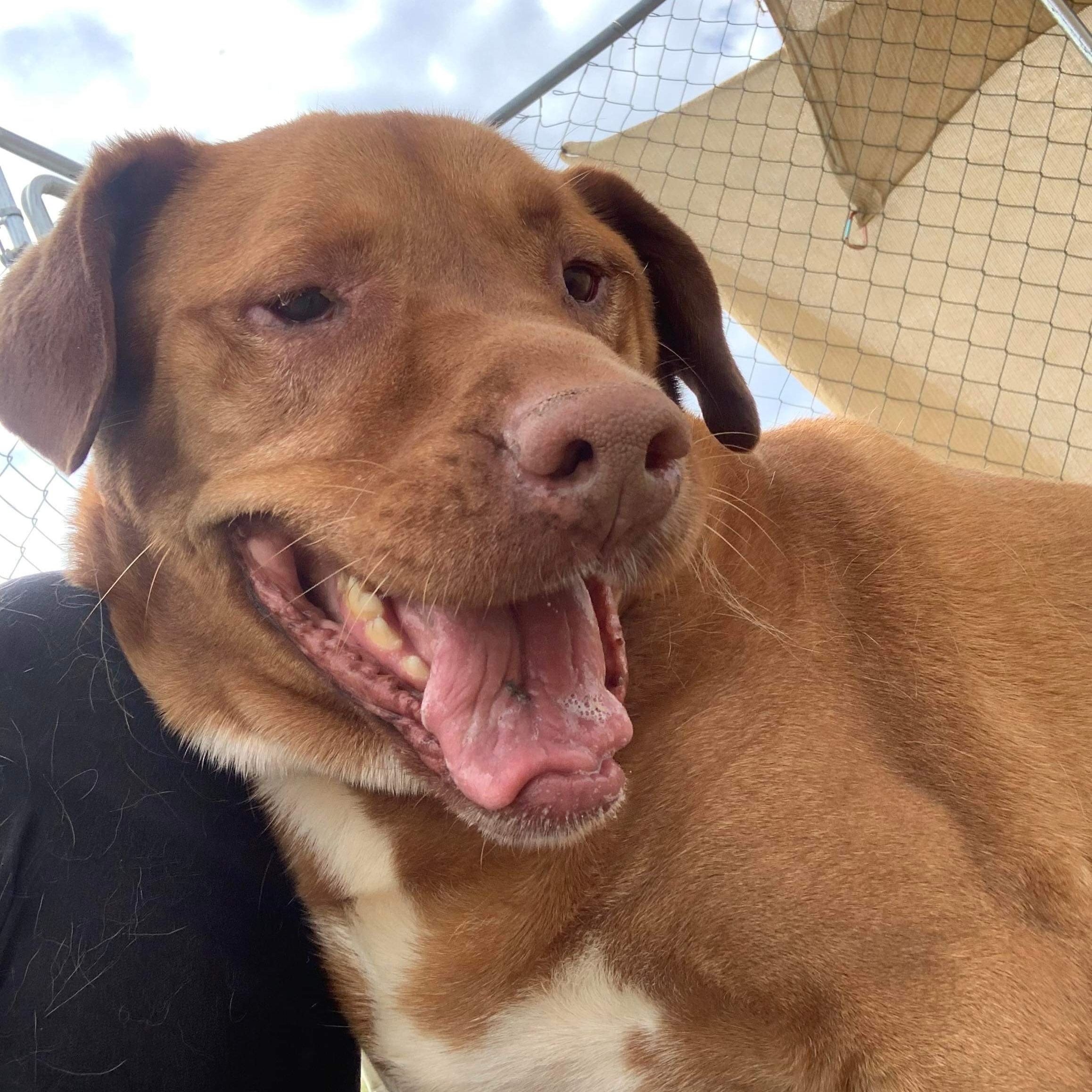 Sarge, Adoptable, Adult Male Pit Bull Terrier.