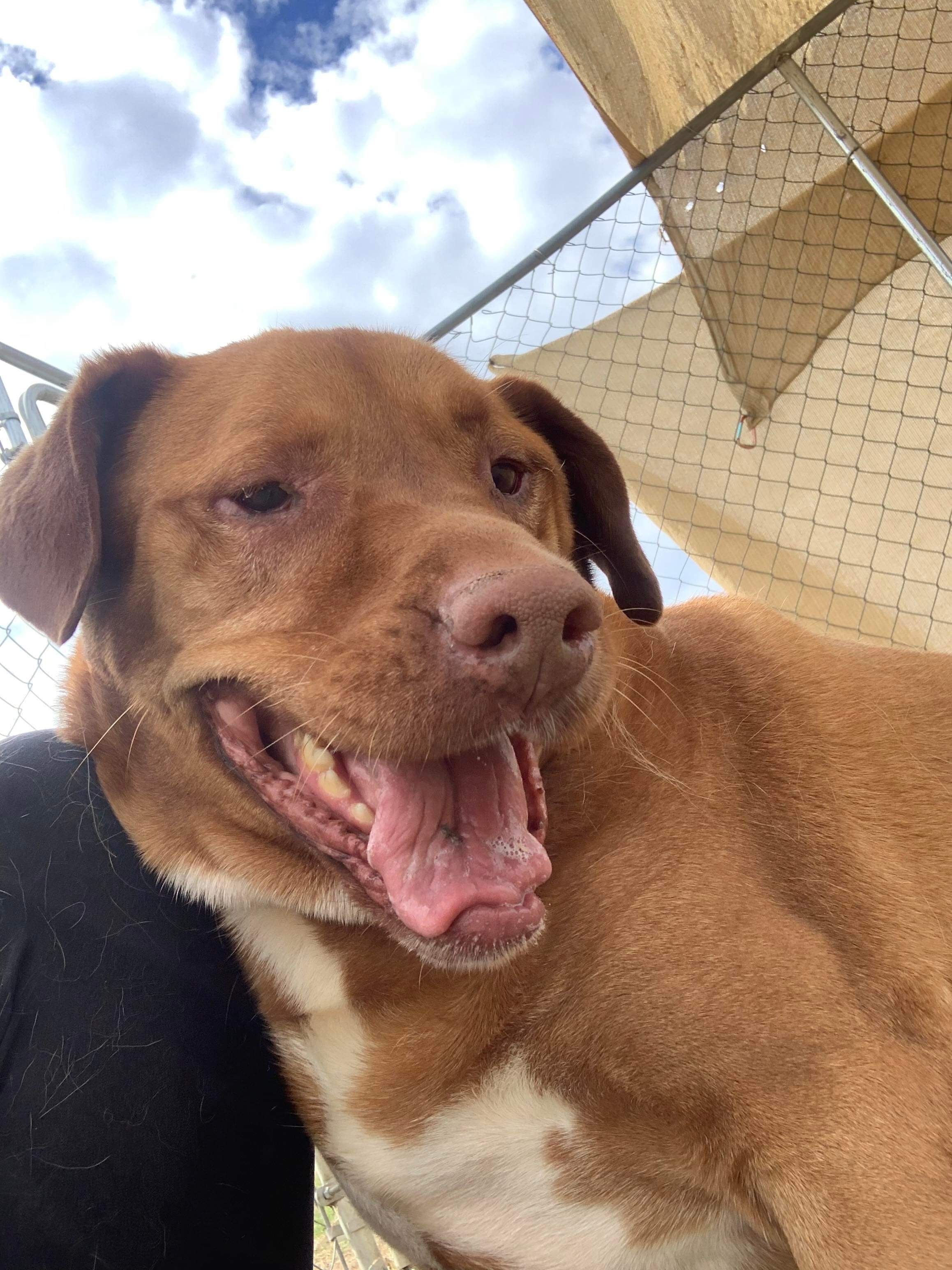 *Sarge, an adoptable Pit Bull Terrier in Justin, TX, 76247 | Photo Image 4