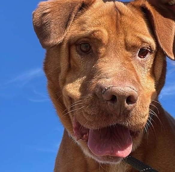 *Sarge, an adoptable Pit Bull Terrier in Justin, TX, 76247 | Photo Image 6