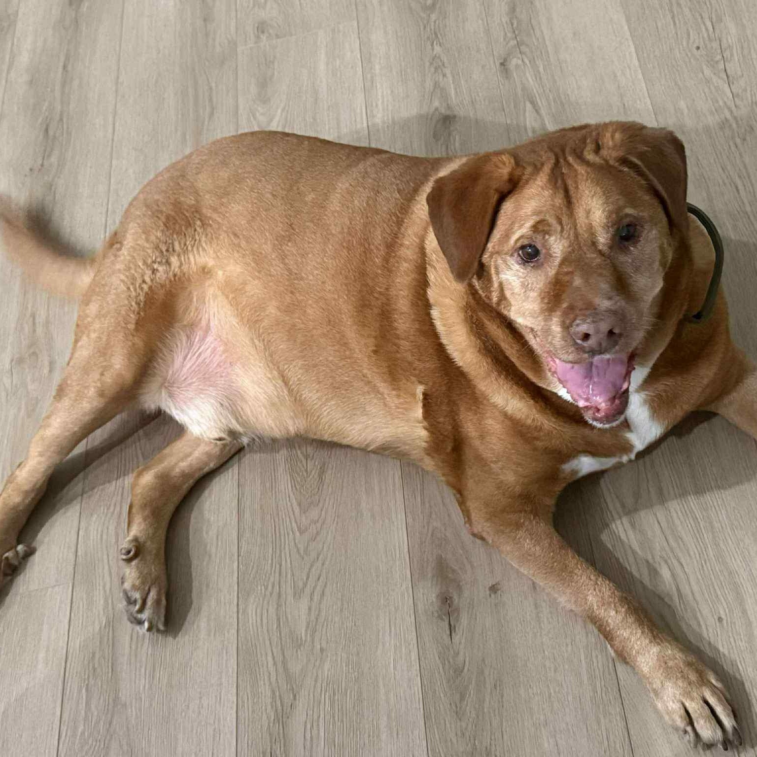 Enlarge Sarge, a Adoptable Pit Bull Terrier in Justin, TX image 2/6