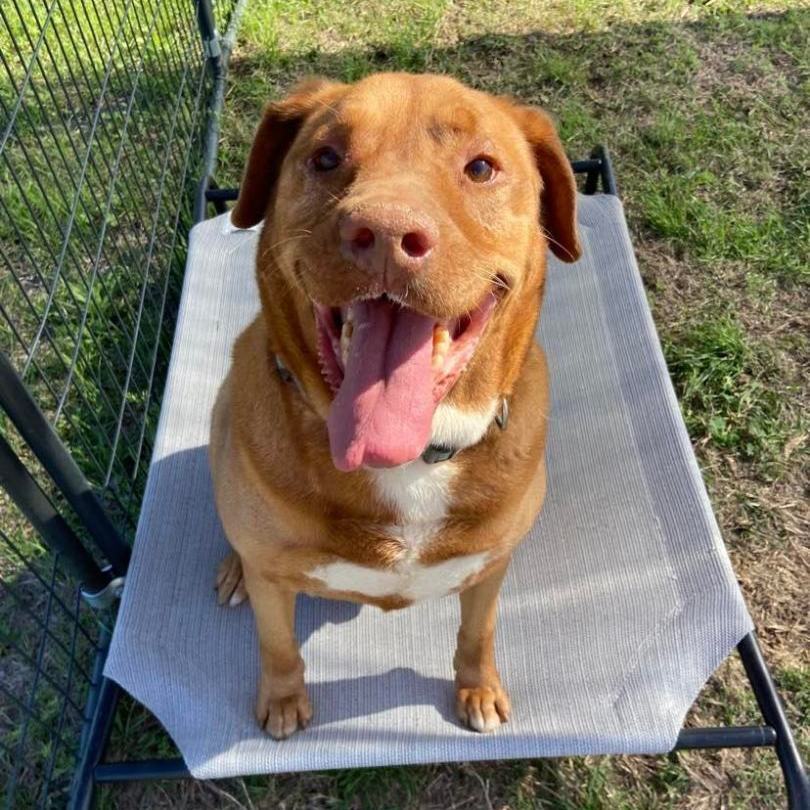 *Sarge, an adoptable Pit Bull Terrier in Justin, TX, 76247 | Photo Image 1