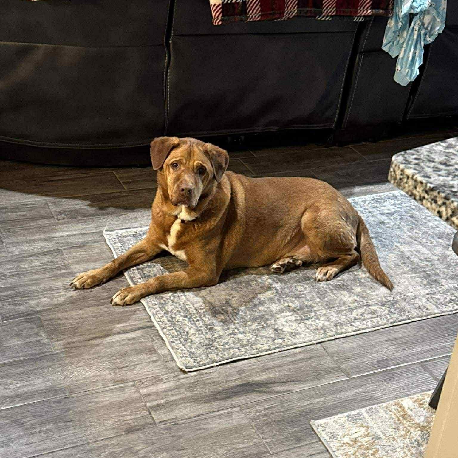 Enlarge Sarge, a Adoptable Pit Bull Terrier in Justin, TX image 3/6