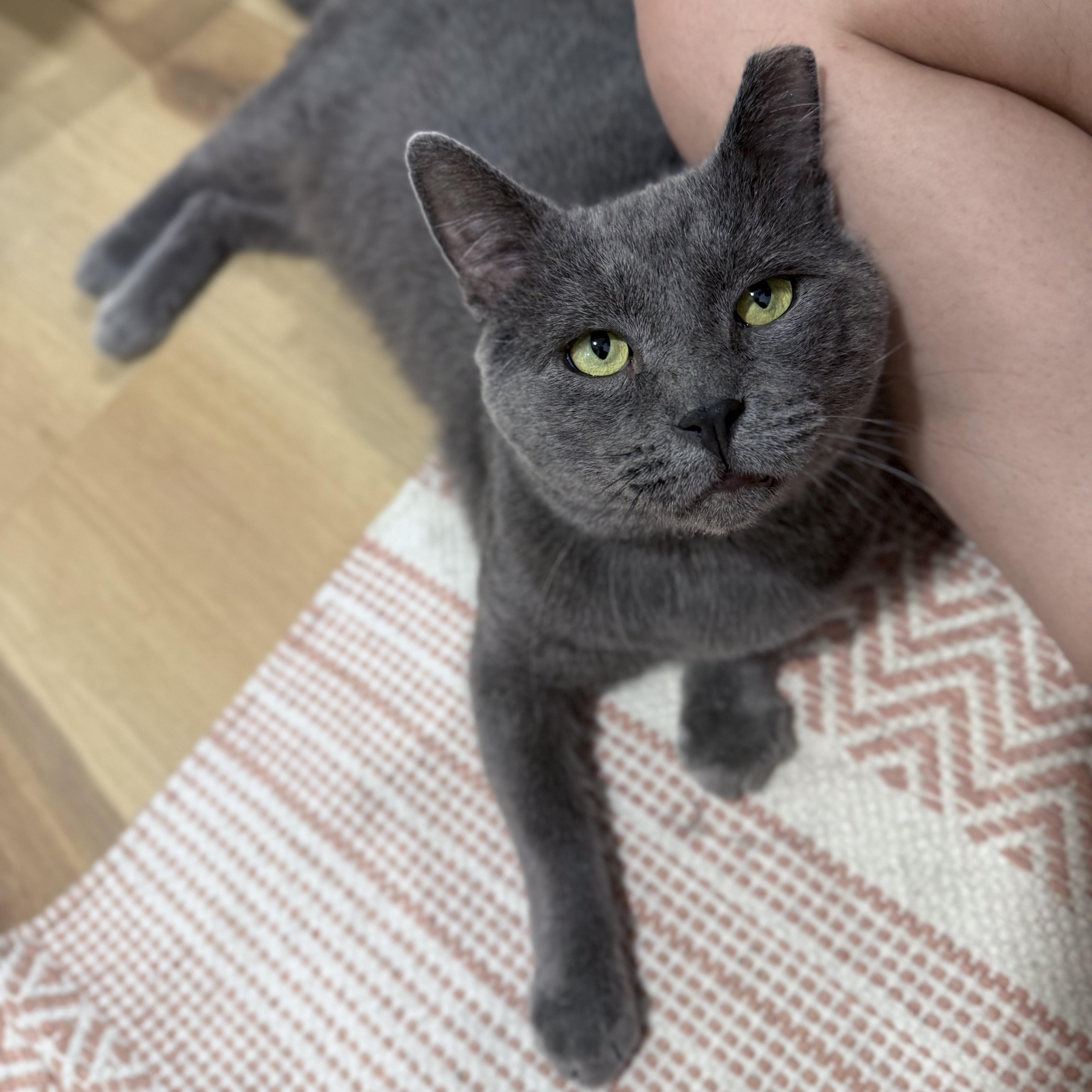 Dustball, adopted, Adult Male Russian Blue.
