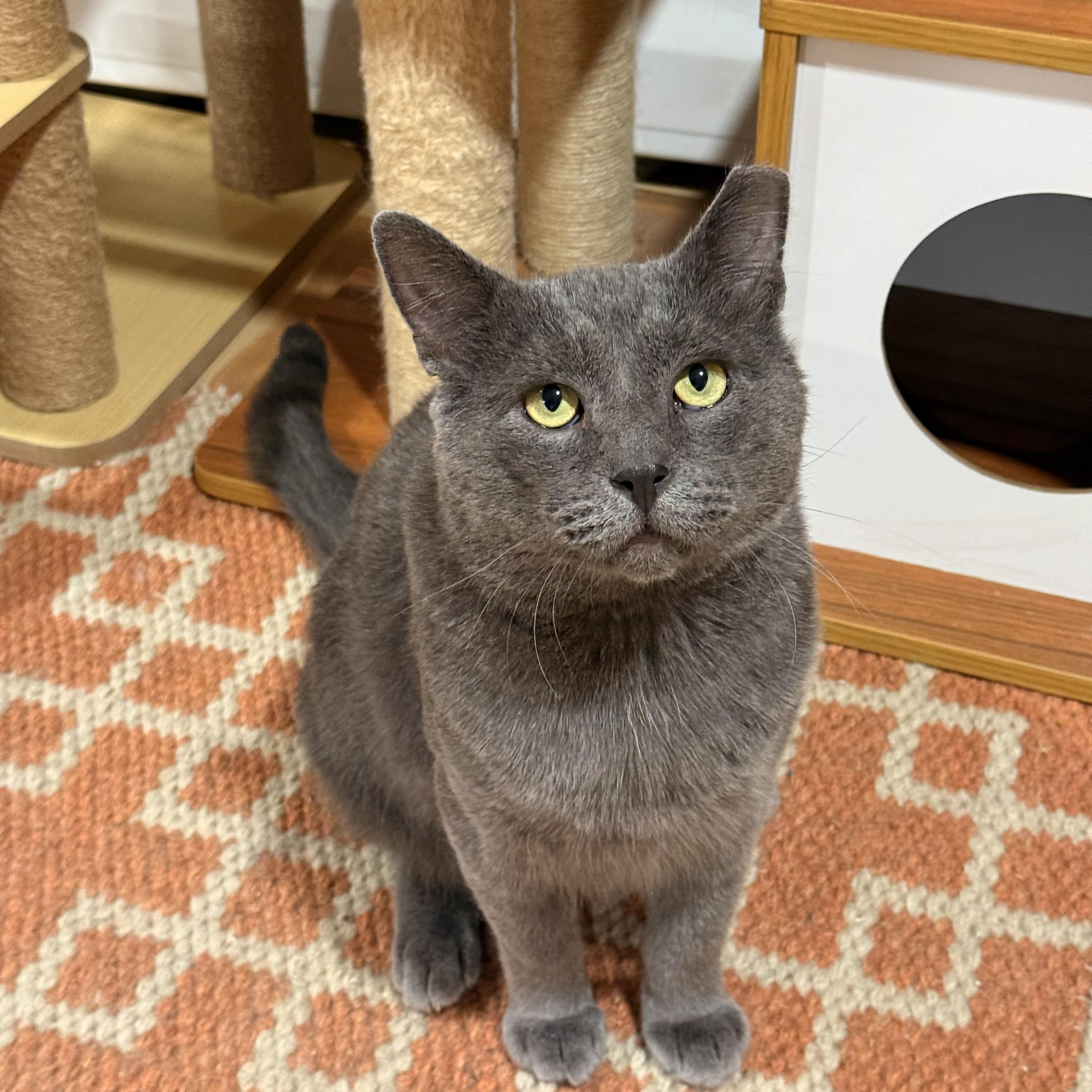 Dustball, an adopted mixed breed in Westville, NJ image 2/2