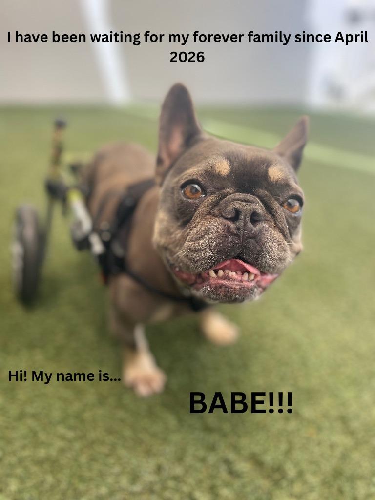 Babe *special needs*, Adoptable, Adult Female French Bulldog.