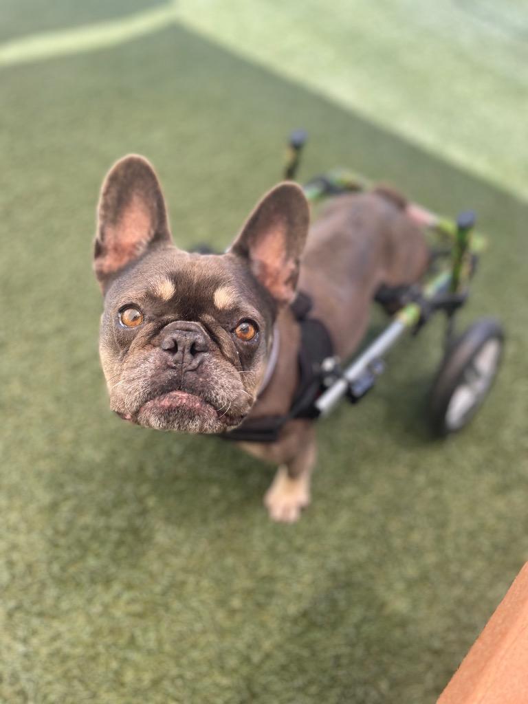 Babe *special needs*, a Adoptable French Bulldog in Gardena, CA image 2/6